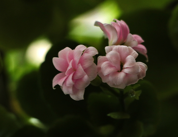 Kalanchoe / ***