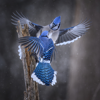 Blue Jay / Blue Jay