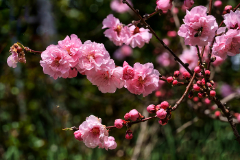 Cherry blossom / ***