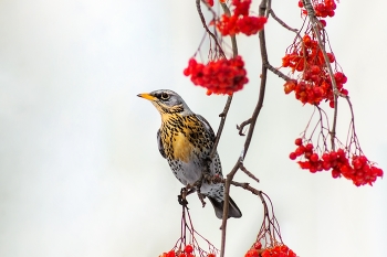 Thrush Fieldfare / https://www.youtube.com/watch?v=vXe_33xgpCo&amp;list=RDGMEMJQXQAmqrnmK1SEjY_rKBGA&amp;index=4