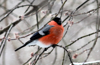 Bullfinch / ***