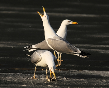 Seagulls / ***