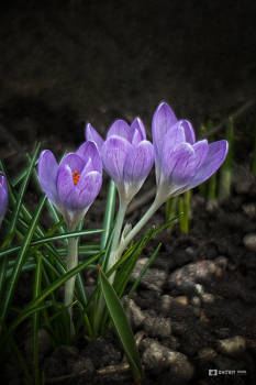 Crocuses / ***