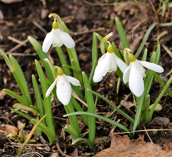 Snowdrops / ***