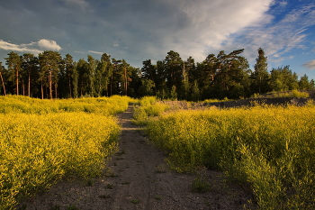 near Moscow evening / ***