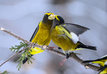 Evening grosbeak (male) / Evening grosbeak (male)