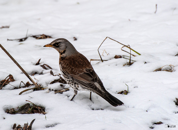 Thrush Fieldfare / ***