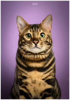 Nitro the Bengal / Portrait of the Nitro the Bengal cat. Image is captured with Nikon Z6ii and Nikkor 85/1.8S lens