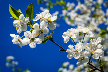 Cherry-tree / ***