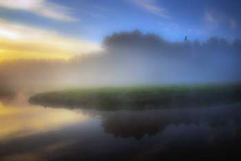SEAGULL / ***