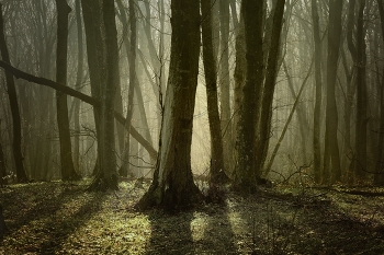 Morning in the forest / ***