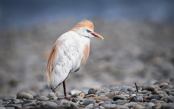 Cattle Egret / ***