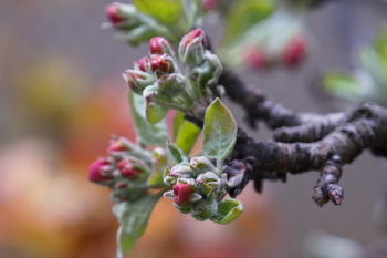 Blooming spring / ***