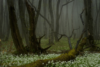 Foggy morning / ***