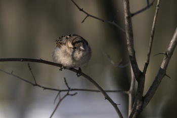 sparrow / ***