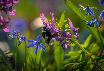 Bumblebee on a flower / ***