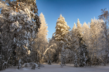 Winter evening in the forest / ***