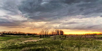 Field / ***