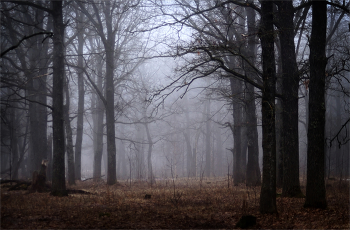 Forest / ***