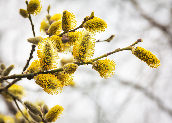 Spring / ***