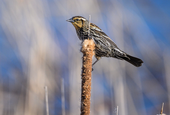 Red-winged blackbird (f) / Red-winged blackbird (f)