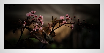 Spring. / ....