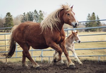 Little girls / Horse