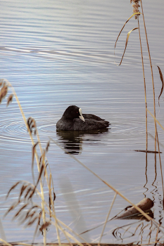 Coot ... / ***