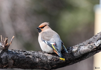 Waxwing. / ***