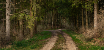 road in the forest / ***