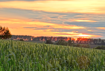 Summer Sunset / ***