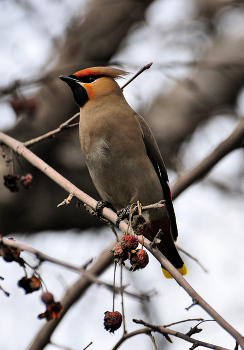 Waxwing. / ***