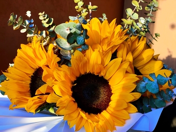 sun flowers / ***