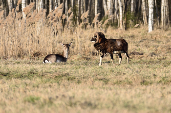 Let's get acquainted / ***