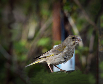 Yellow Wagtail / ***