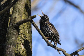 Starling / ***