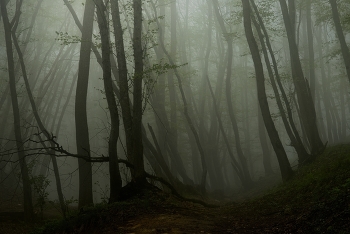 Fog dissipates / ***