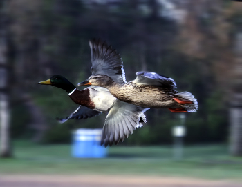 Flight / ***