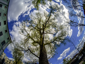 Tree / ***