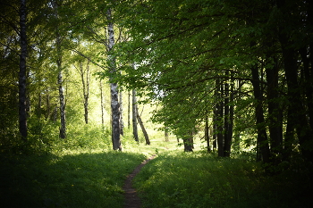 in the park / ***