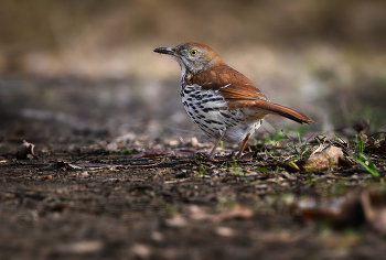 Brown thrasher / Brown thrasher