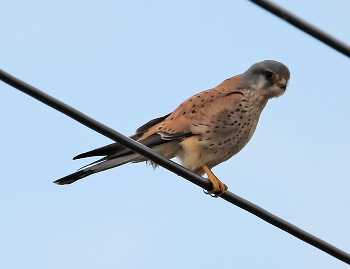 Windhover / ***