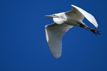 Great egret / Great egret