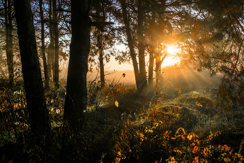 Morning in the forest. / ***