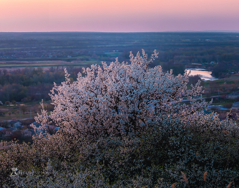 Flowering cherry / ***