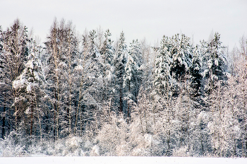 Winter / ***