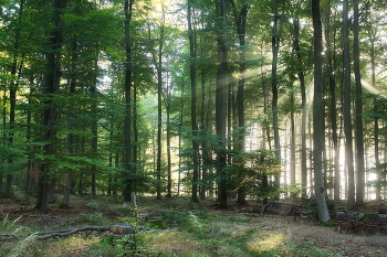 Sunny morning / ***