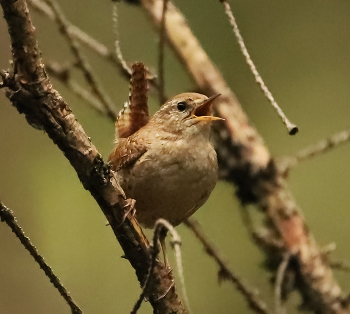 Wren / ***