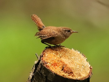 Wren / ***