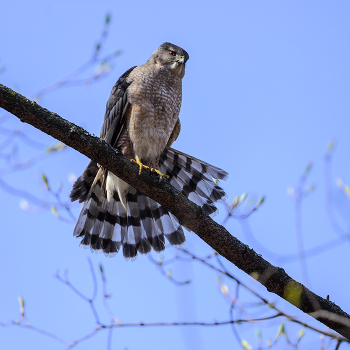 Cooper's hawk / Cooper's hawk